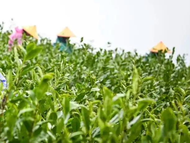 四川成都茶叶文化的诗句